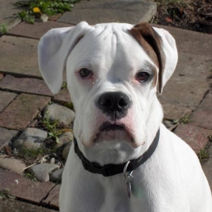 Dozer