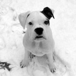 Dozer in the Snow