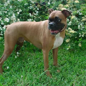 BEAU
