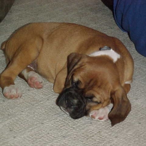 Dutchess 8 weeks old, What a Baby.