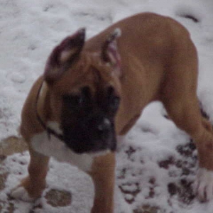 Dutchess at 12 wks, First Snow Feb. 12, 06