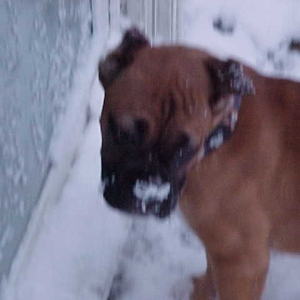 Dutchess Let Me In IM Cold.