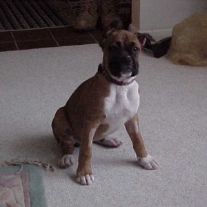 Dutchess Shortly after Ear Cropping