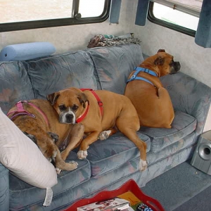 Lily-Annie-Beau in camper