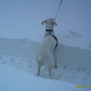 Snow pictures