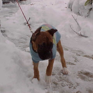 Dutchess in her sweater