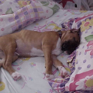 Dutchess in her sisters bed