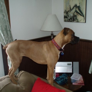 Luna being naughty and looking out the window!!!
