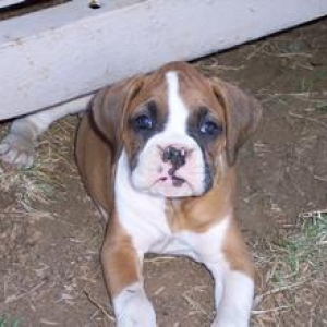 Darby Rose 7 1/2 weeks