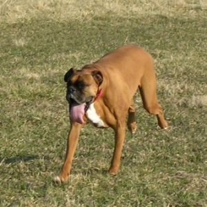 Tanner