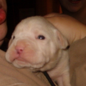 Bailey002