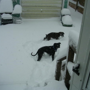 2/12/06 snow 3