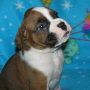 Hogan