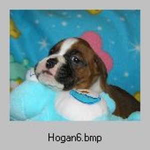 Hogan