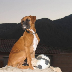 King of the hil