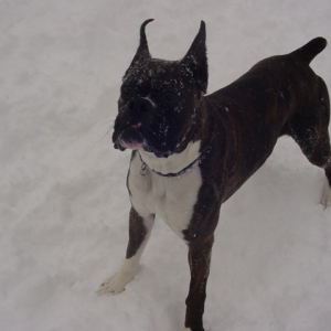 pimps first snow