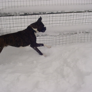 snow graceful