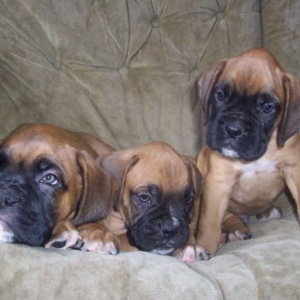 Danny, Odie and Oscar