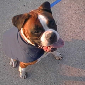 Rosie a rescue dog