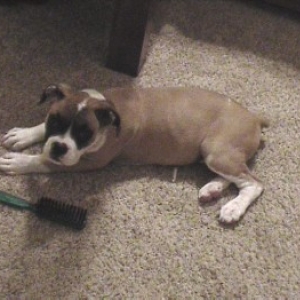 11.5 weeks