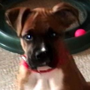 Sierra 3 months old