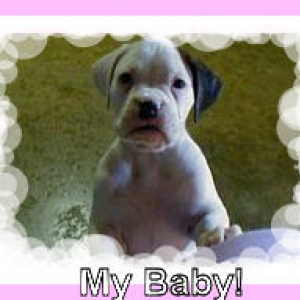 whitepuppy