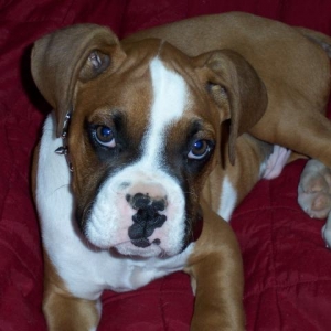 Roscoe