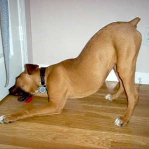 Chico playing ball