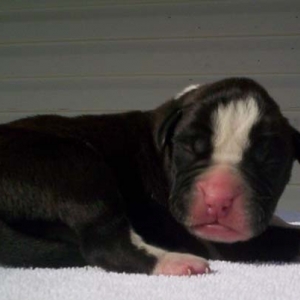 Baby Gracie