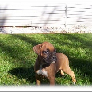 Cooper
