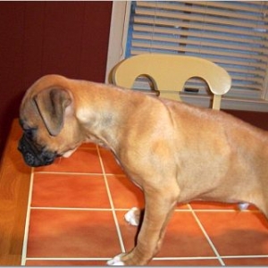 Cooper2