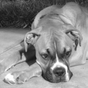 Keeya backyard bw