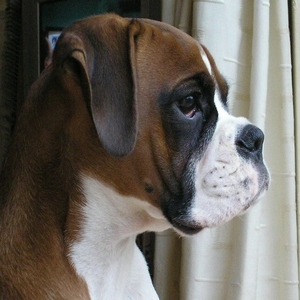 murphy