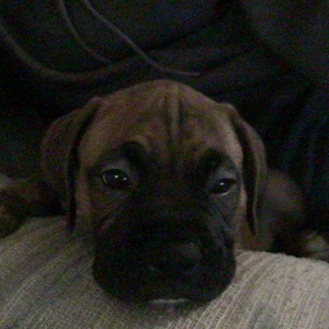 Hunter at 7 weeks old