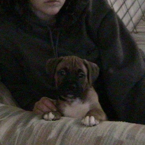 Hunter at 7 weeks old