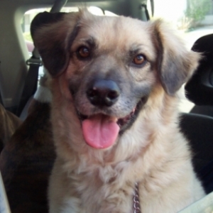 Dempsey, the honorary boxer