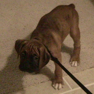 Hunter's first time on a leash