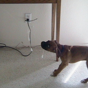 Hunter causing more mischief.  You gotta love him though.