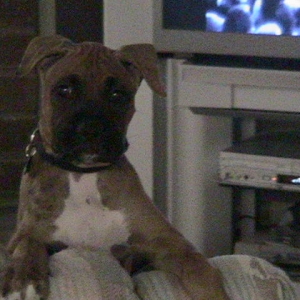 Hunter looking over the back of the couch