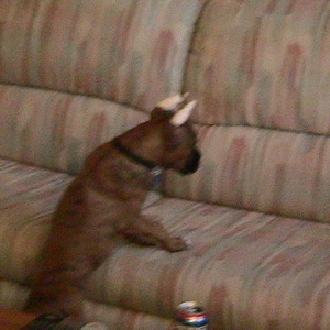 Hunter can finally get on the couch by himself