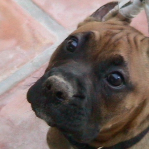 That face has mischief written all over it