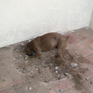 Hunter digging