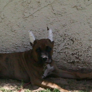 Hunter lying in the Shade.