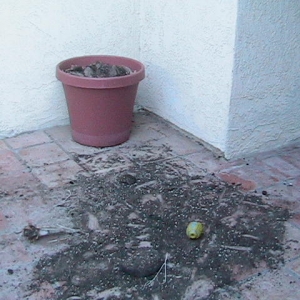 That used to be a plant