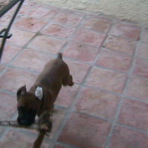 Hunter making off with some of the evidence