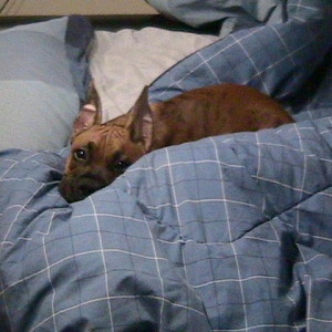 Hunter lying in my bed