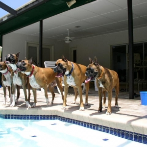 pool party