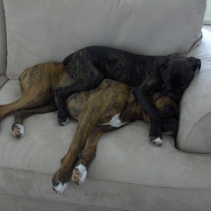 Big boxers are comfortable to sleep on!