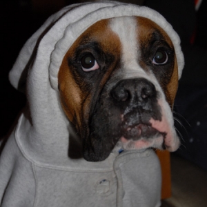 Hoodie