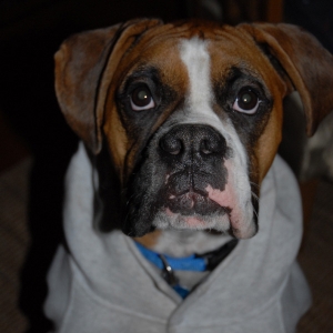 The Hoodie Sweatshirt